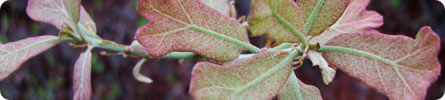 Evan Wilder's Pictures of the Pine Barrens - An Early Spring Walk With Sam In The Pines