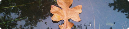 Evan Wilder's Pictures of the Pine Barrens - End Of September At Carranza