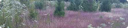 Evan Wilder's Pictures of the Pine Barrens - Fall Field