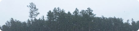 Evan Wilder's Pictures of the Pine Barrens - Flurries