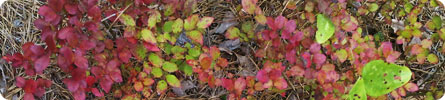 Evan Wilder's Pictures of the Pine Barrens - Lake Atsion, Early September