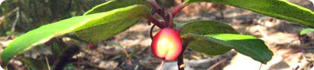 Evan Wilder's Pictures of the Pine Barrens - October